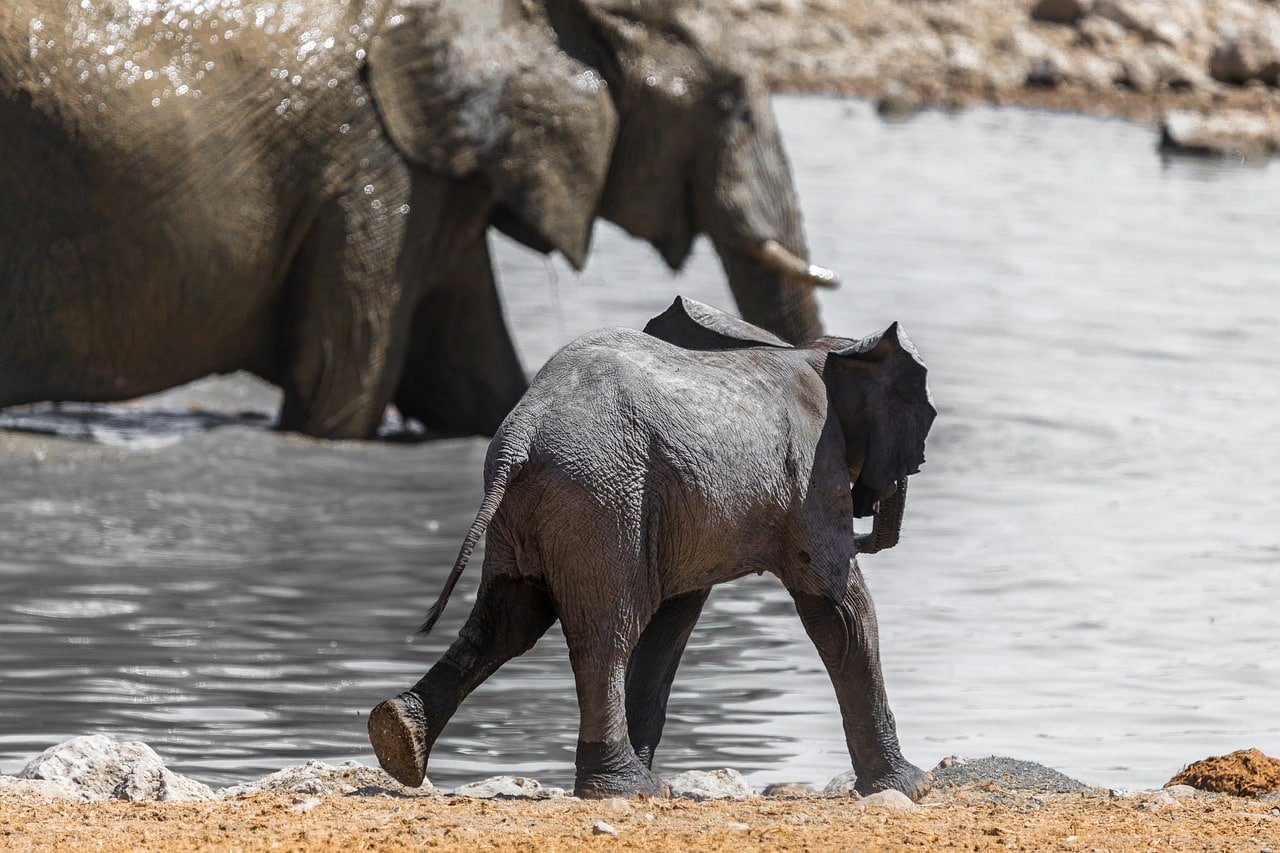 What country is best to see elephants in Africa?