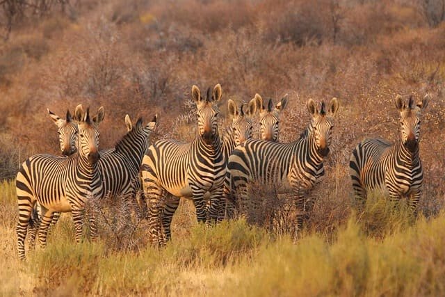 Which Country is Safe for Safari