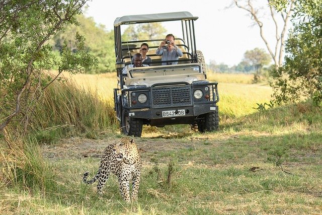 Can You Do an African Safari Without a Guide in 2025