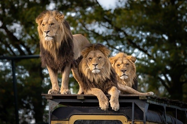 Sleep Next to Lions in Africa