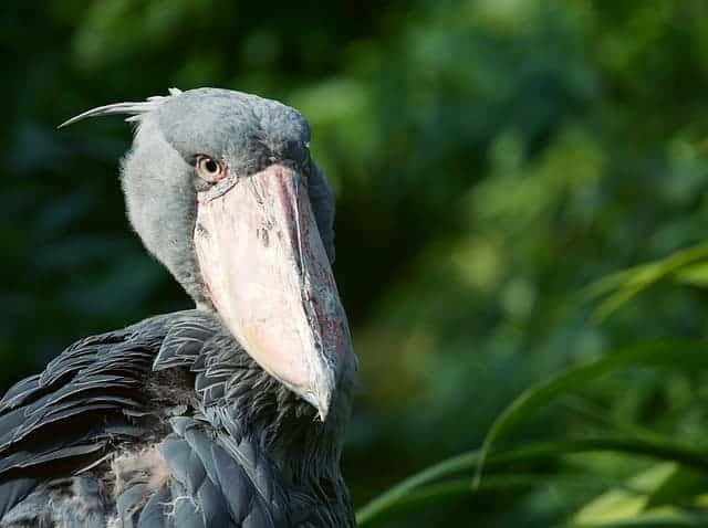 Africa’s Weirdest Wildlife Encounters