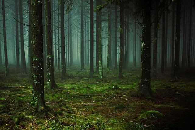 Where to Find Real-Life Avatar Forests