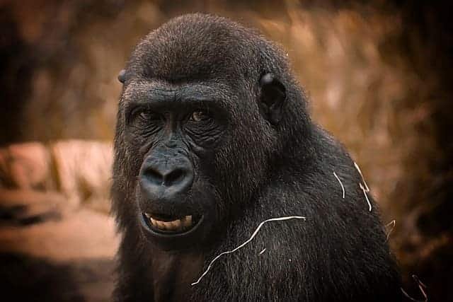 secret gorilla safaris Africa