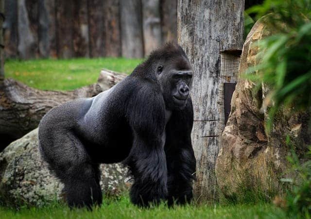 secret gorilla safaris Africa