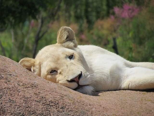 white lion safaris in Africa