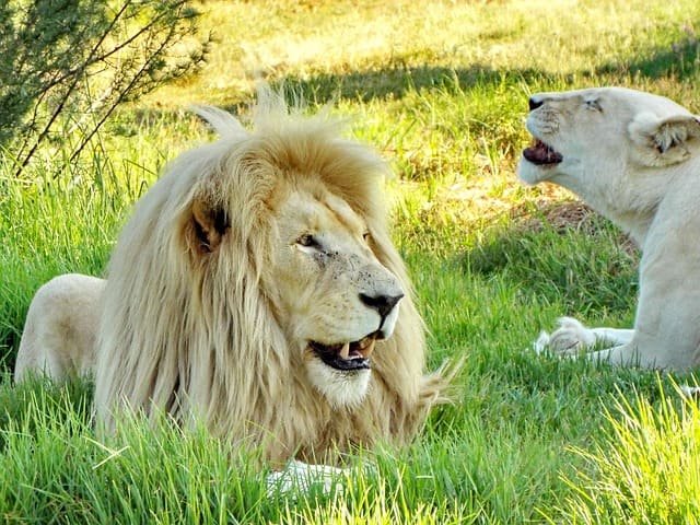 white lion safaris in Africa