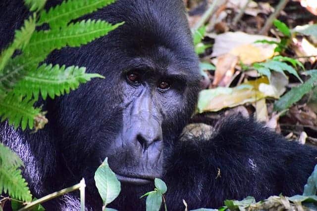 secret gorilla safaris Africa