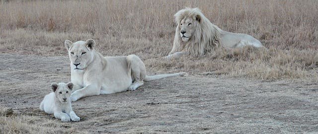 white lion safaris in Africa