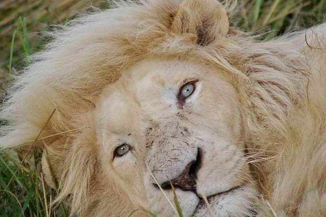 White Lion Safaris in Africa
