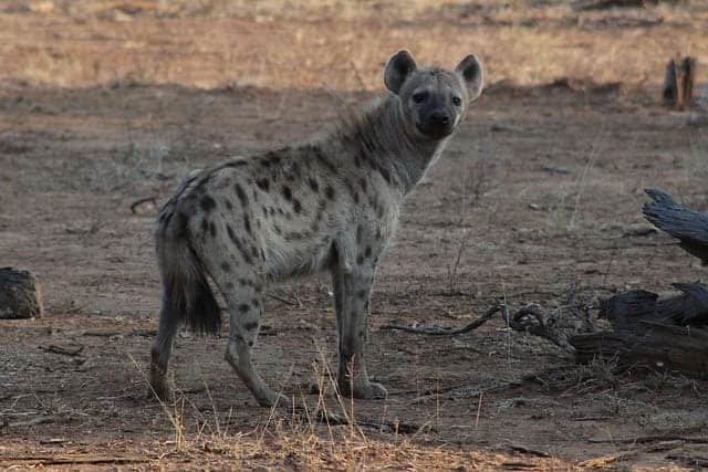 Midnight Hyena Safari Tours in Tanzania