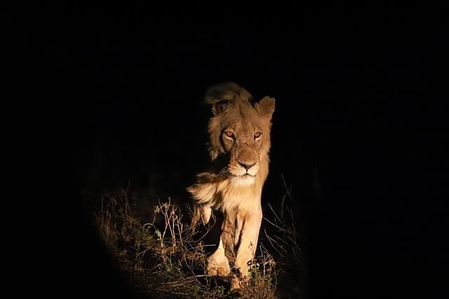 Night Safaris in Africa