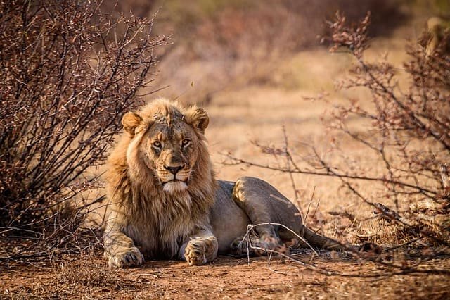 Walking Safaris for Beginners