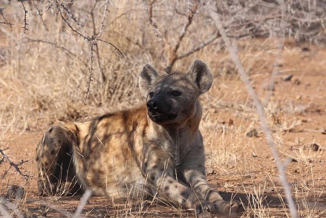 Midnight Hyena Safari Tours in Tanzania