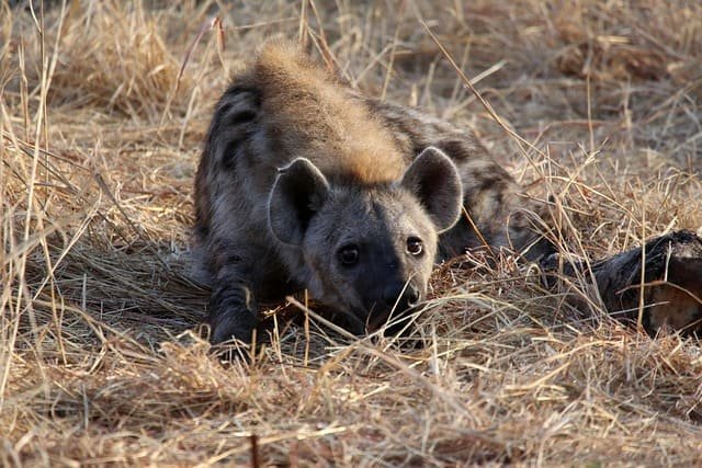 Midnight Hyena Safari Tours in Tanzania