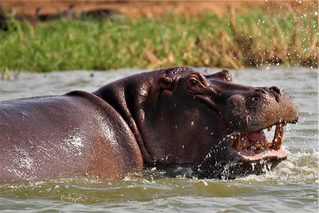Rare Hippo Safari Journeys