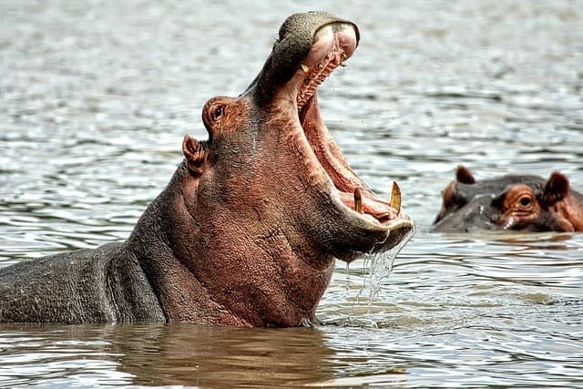 Rare Hippo Safari Journeys