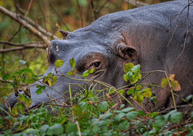 Rare Hippo Safari Journeys