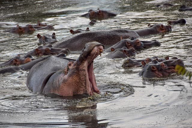 Rare Hippo Safari Journeys