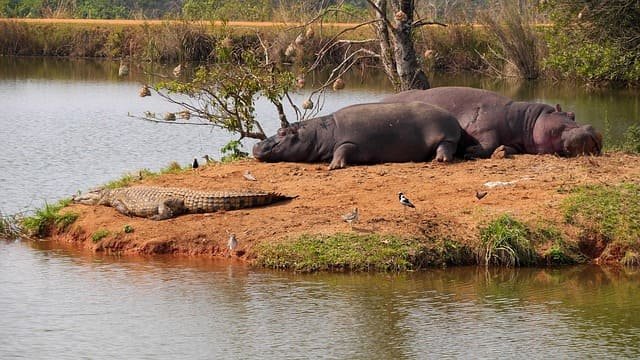 Rare Hippo Safari Journeys