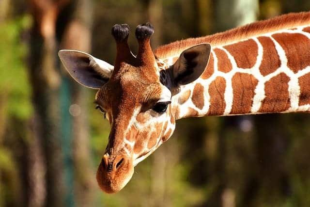 Walking with Giraffes Safaris in Tanzania