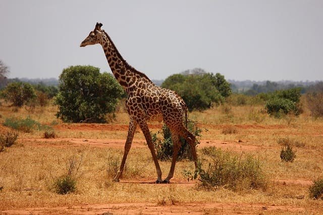 Walking with giraffes safaris in Tanzania