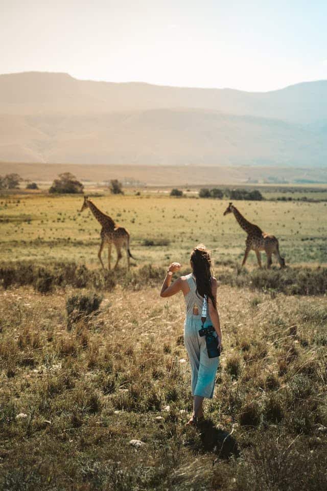 Walking with giraffes safaris in Tanzania