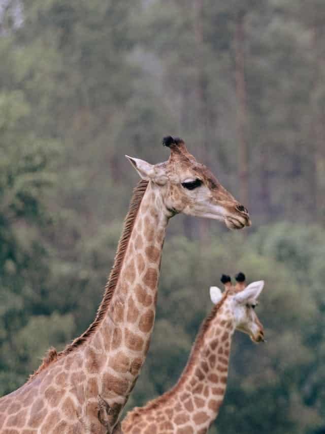 Walking with giraffes safaris in Tanzania
