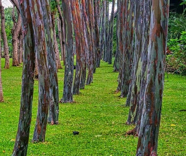 Where can tourists walk inside Rainbow forests
