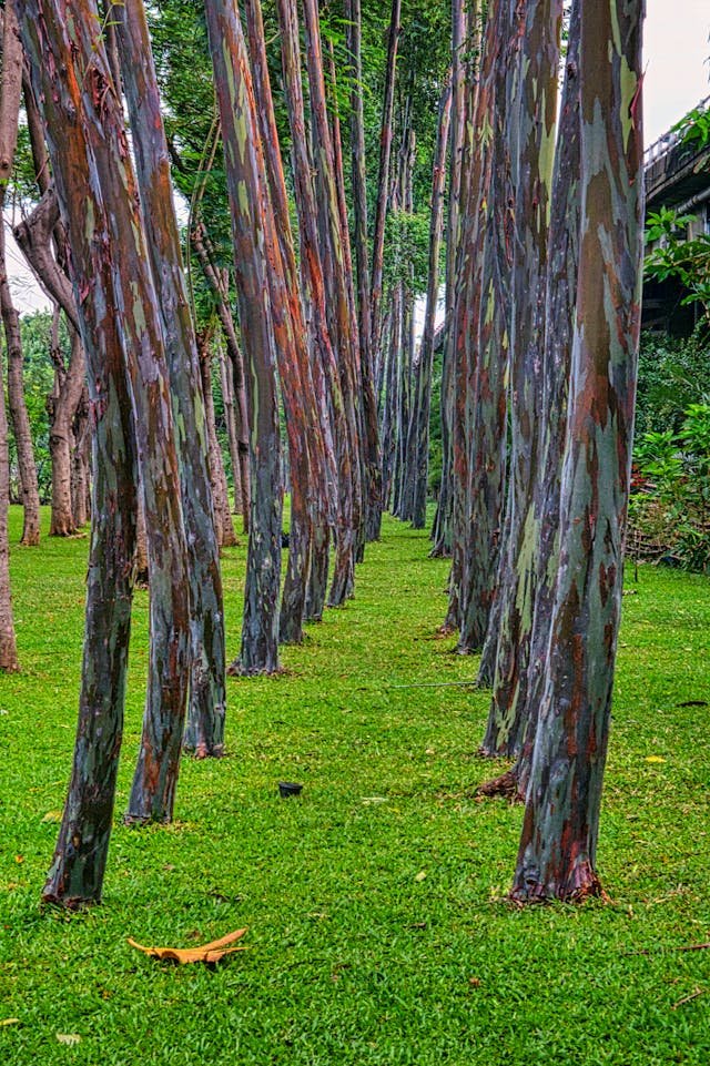 Where can tourists walk inside Rainbow forests