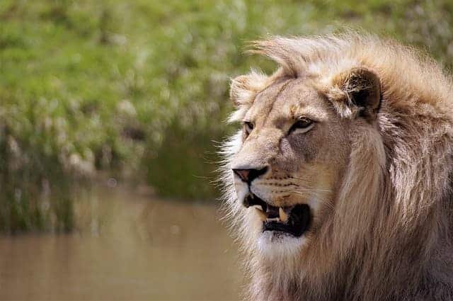 cheapest luxury safaris in Africa