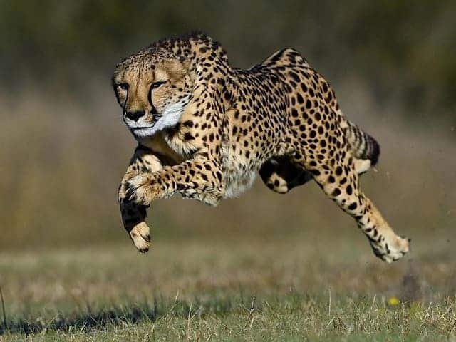 Cheetah sprint safaris in open savannah