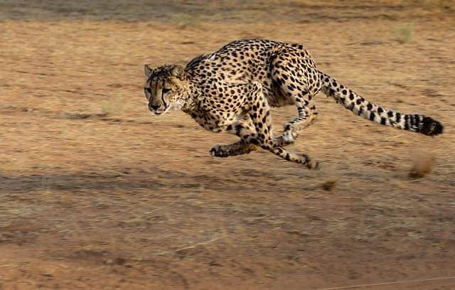 Cheetah sprint safaris in open savannah