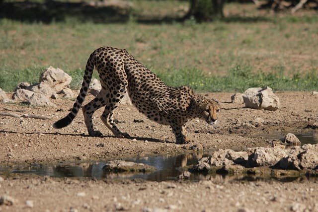 Cheetah sprint safaris in open savannah
