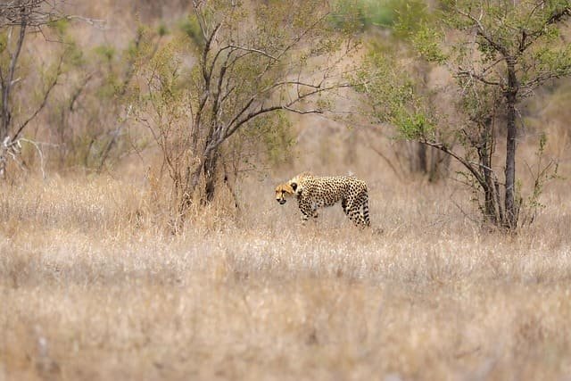 Cheetah sprint safaris in open savannah