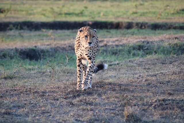 Cheetah sprint safaris in open savannah