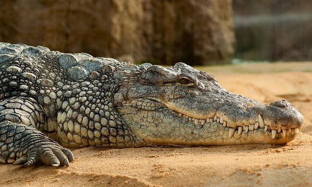 Crocodile riverbank safaris in Africa