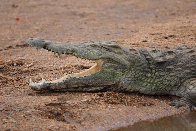 Crocodile riverbank safaris in Africa