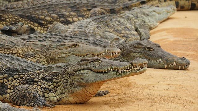 Crocodile riverbank safaris in Africa