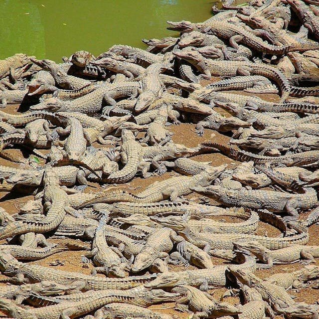 Crocodile riverbank safaris in Africa
