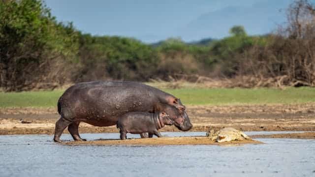 Crocodile riverbank safaris in Africa