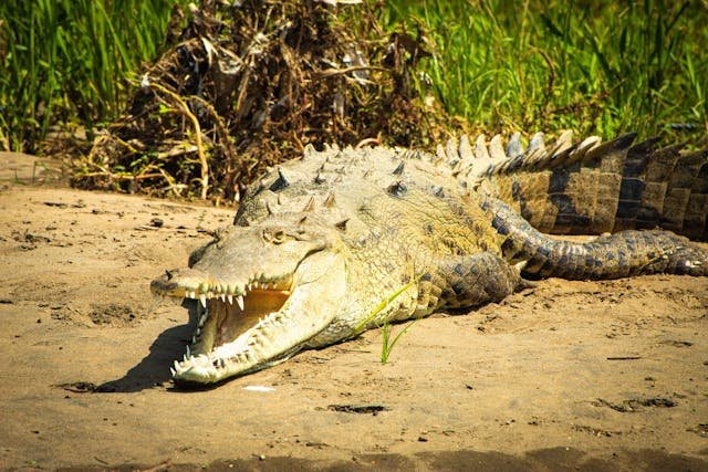 Crocodile riverbank safaris in Africa