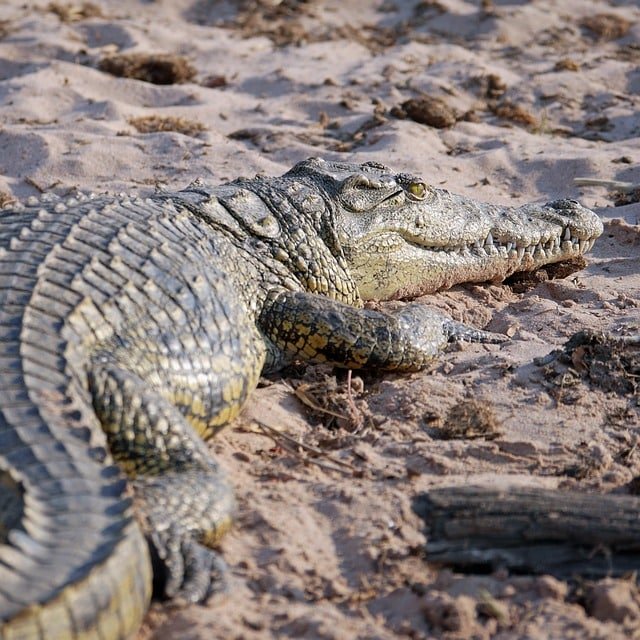 Crocodile riverbank safaris in Africa