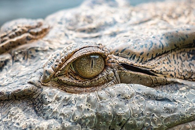 Crocodile riverbank safaris in Africa