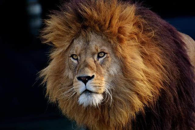 Hidden Desert Lion Safaris in Namibia