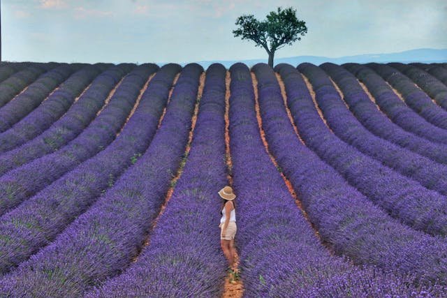 Lavender field tours in Provence France