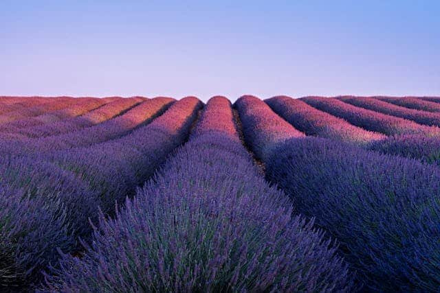 Lavender field tours in Provence France