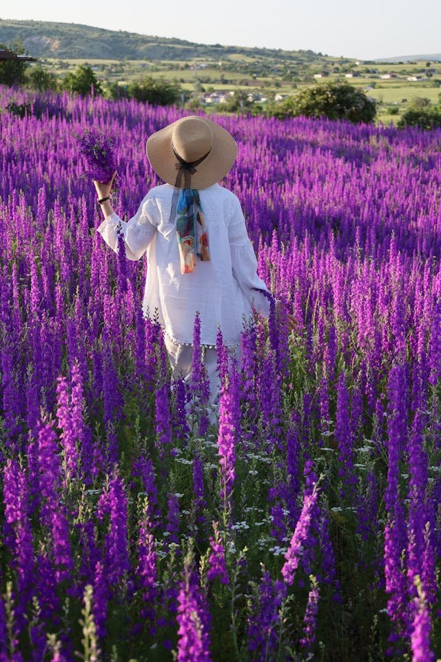 Lavender field tours in Provence France