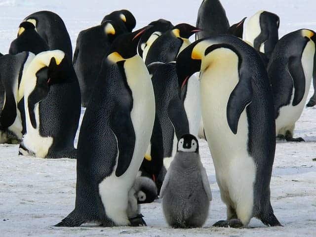 Penguin safaris in Punta Arenas Chile