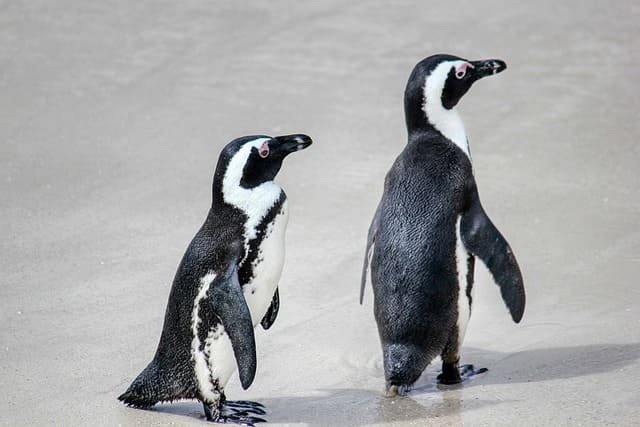 Penguin safaris in Punta Arenas Chile