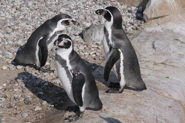 Penguin safaris in Punta Arenas Chile